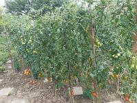Lilek rajče (Solanum lycopersicum)