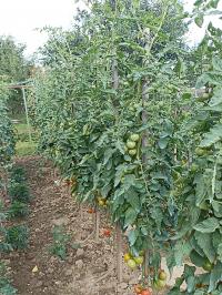 Lilek rajče (Solanum lycopersicum)