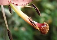 Lilie zlatohlavá (Lilium martagon)