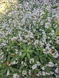 Svízel vonný (Galium odoratum)