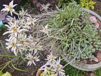 Plesnivec alpský (Leontopodium alpinum)