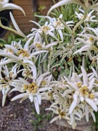 Plesnivec alpský (Leontopodium alpinum)